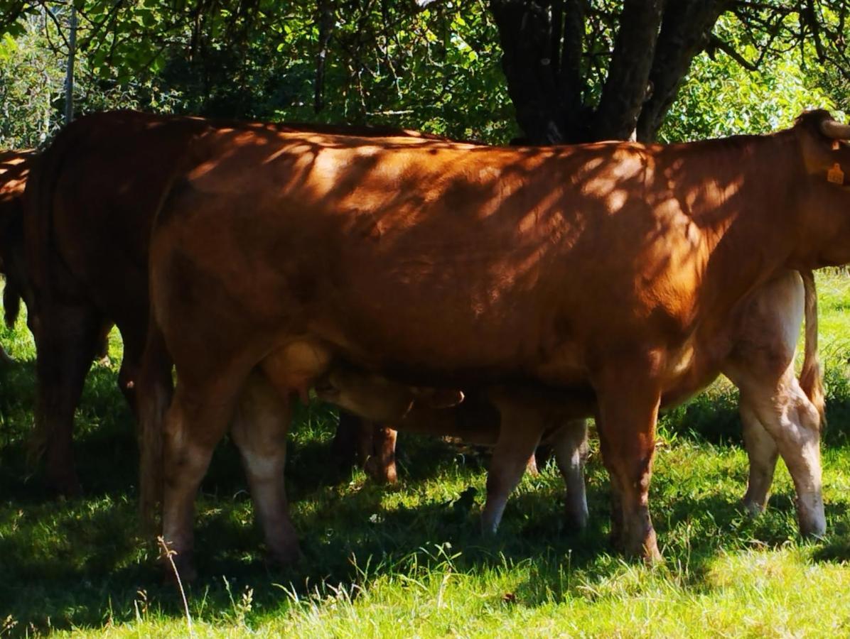 Onís Casa Rural El Jondrigu المظهر الخارجي الصورة